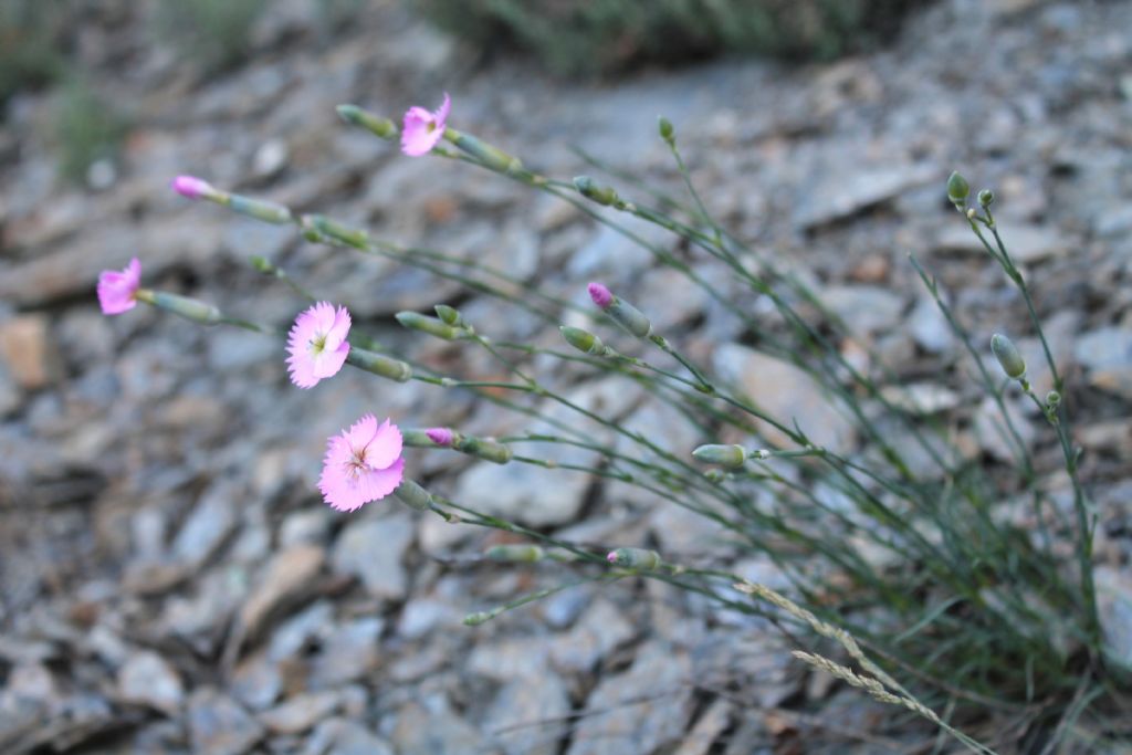 Dianthus sylvestris